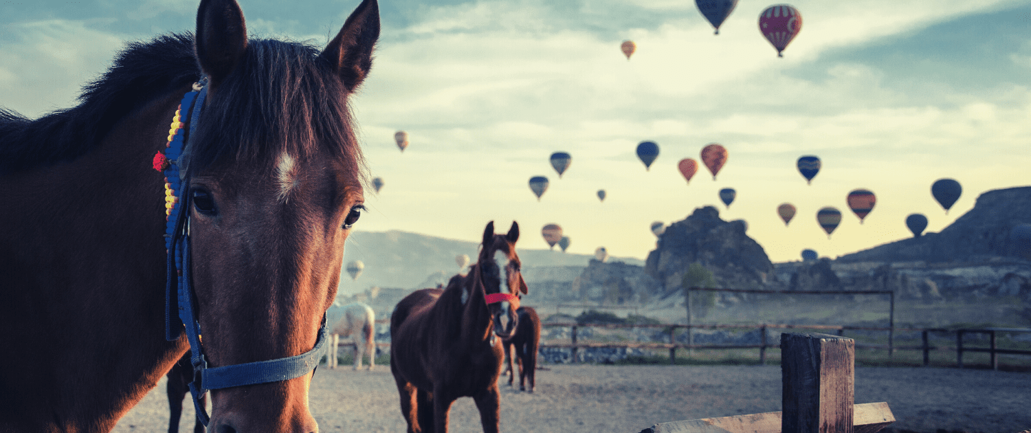 riding horse in avanos and urgup in Cappadocia